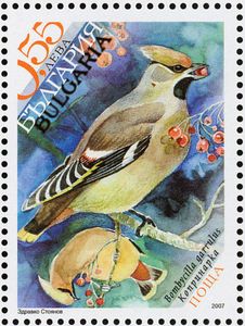 Bohemian Waxwing (Bombycilla garrulus)